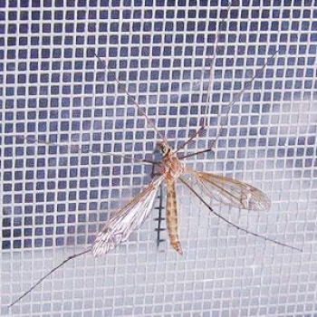 Lưới Chống Côn Trùng